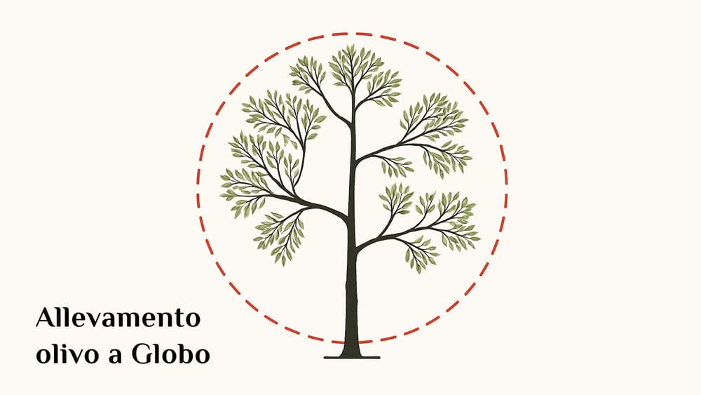 Allevamento olivo a Globo